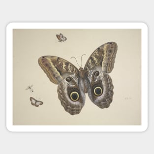 A Large Brown Butterfly, Two Small Ones and an Insect by Herman Henstenburgh Magnet